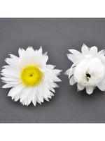 Naturalny suszony kwiatek biały suchlin